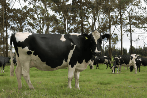 New Zealand Seeks Fair Treatment for Dairy Exporters by Canada