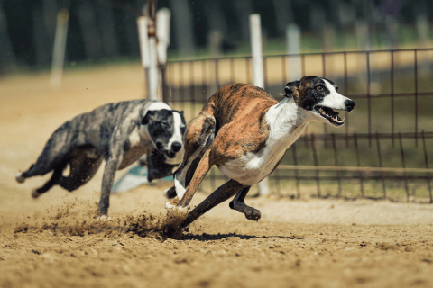 New Zealand Proposes Ban on Greyhound Racing by 2026 Citing Animal Welfare Concerns